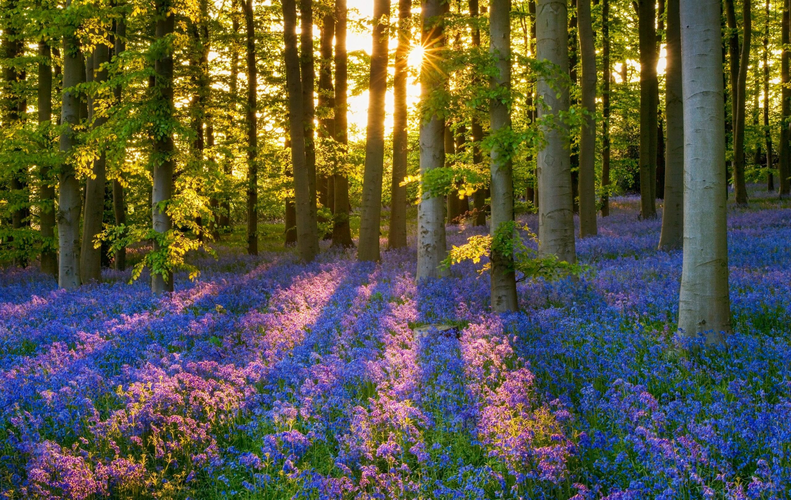 10 Best Places To Visit In Spring In The UK Rough Guides