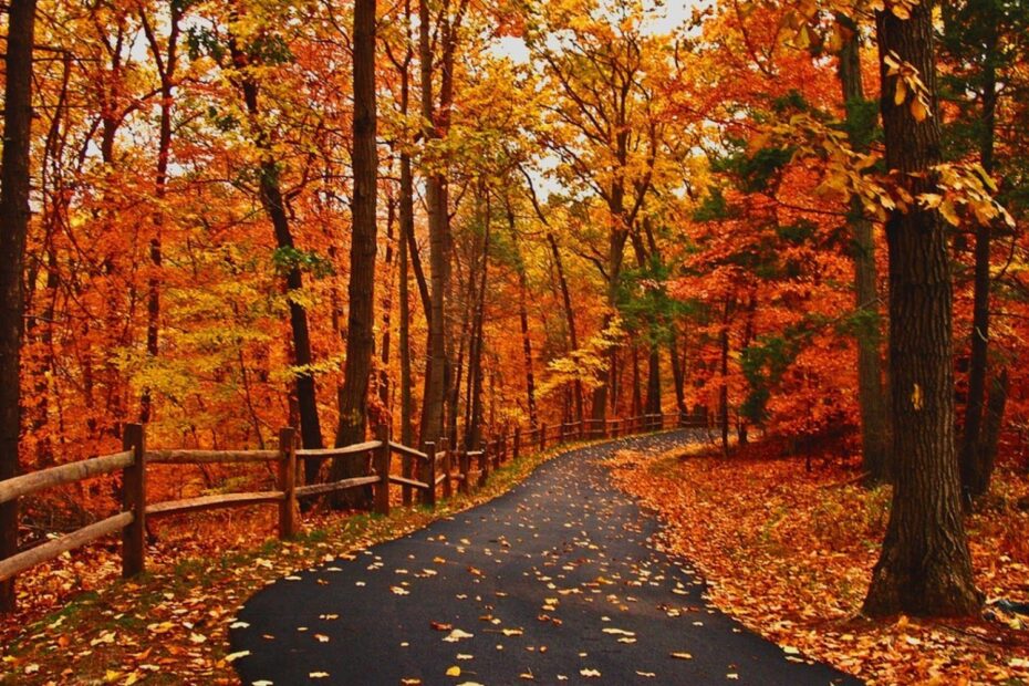 Autumn Fall Road Wallpapers Wallpaper Cave