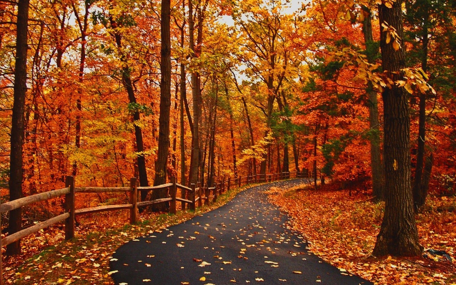 Autumn Fall Road Wallpapers Wallpaper Cave