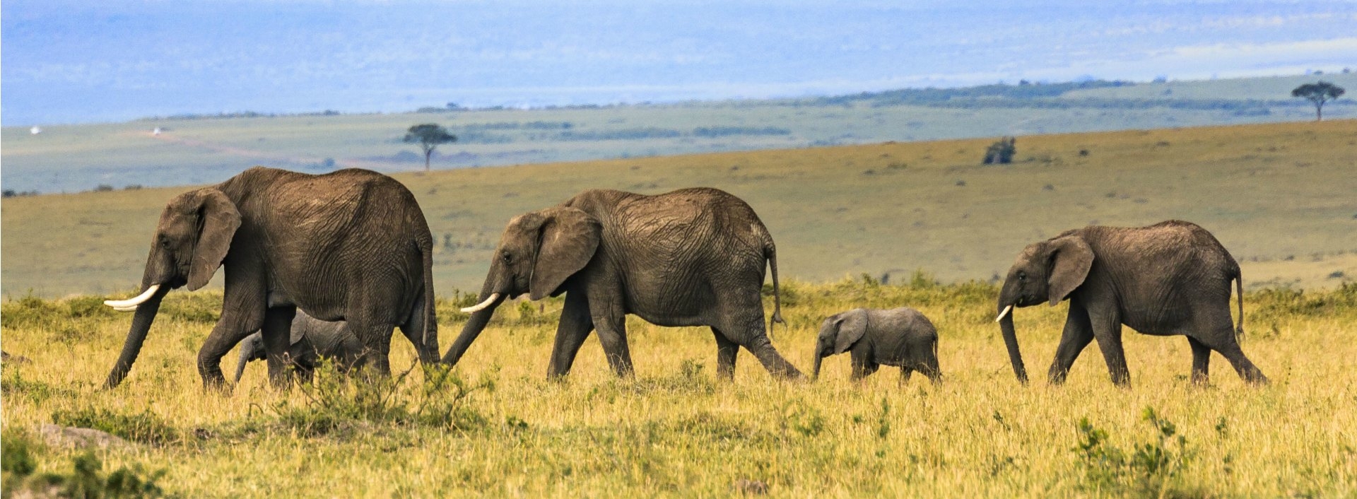 Big Vs Large Vs Tall Learn The Difference Easy English Big Vs Large Vs Tall Learn The Difference Easy English