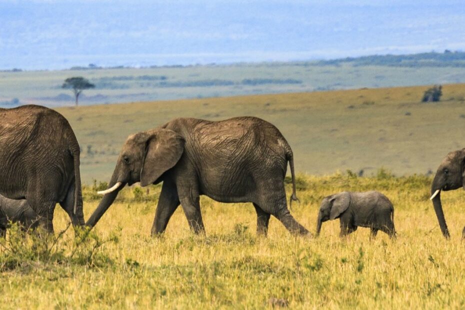 Big Vs Large Vs Tall Learn The Difference Easy English