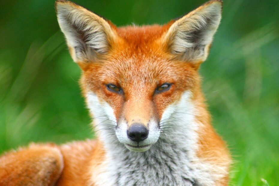 Ficheiro Looking Foxy jpg Wikip dia A Enciclop dia Livre