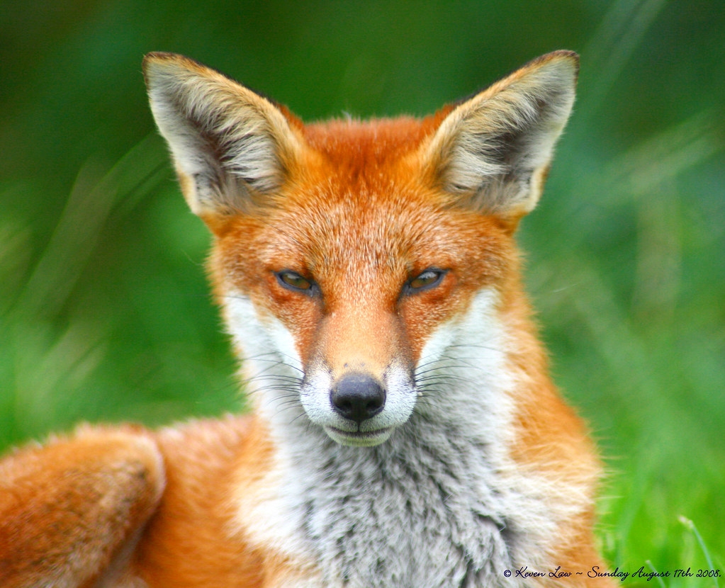 Ficheiro Looking Foxy jpg Wikip dia A Enciclop dia Livre