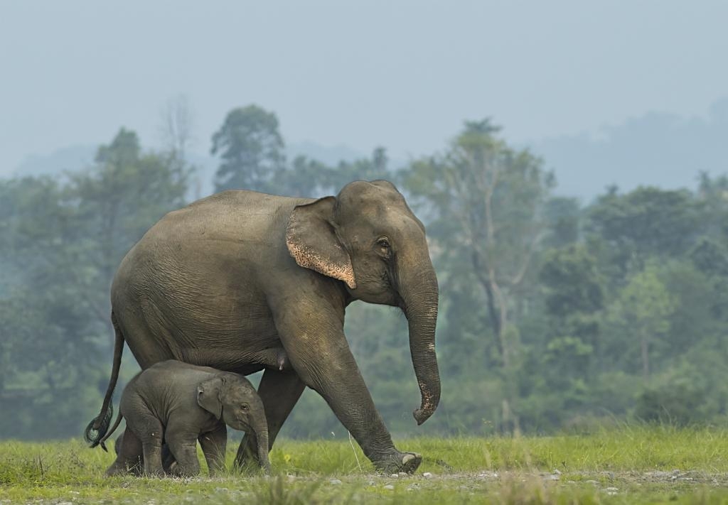 How Did Elephants Evolve Such A Large Brain Climate Change Is Part Of  How Did Elephants Evolve Such A Large Brain Climate Change Is Part Of