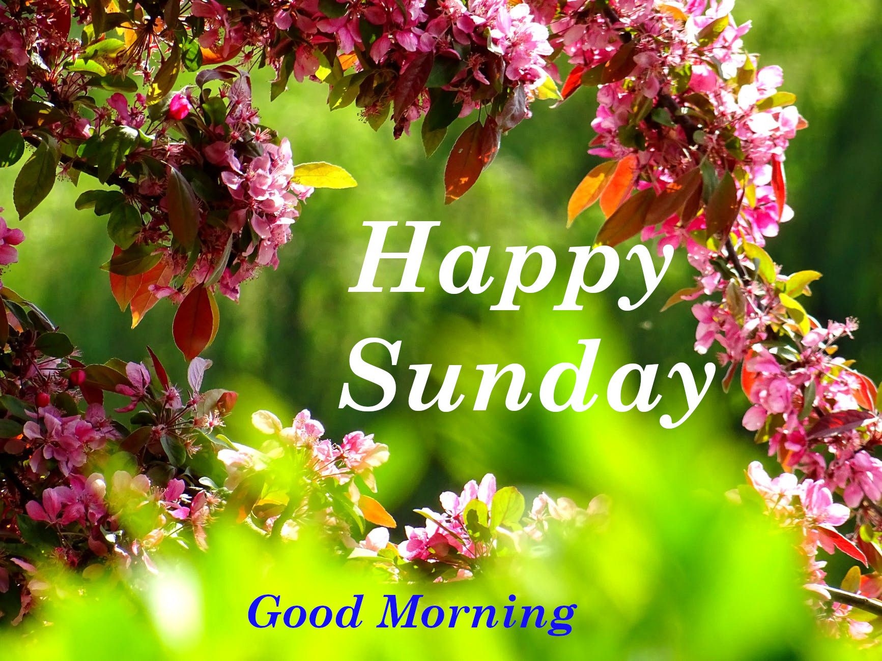 Top 10 Happy Sunday Good Morning Images Greetings Pictures Whatsapp 